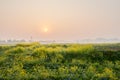 Golden flowering rape field at sunrise