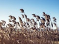 Golden flowering reeds blowing in a gentle breeze