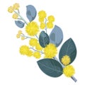 Golden Flowering Wattle Tree Flowers Royalty Free Stock Photo