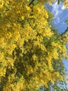 Golden flowers of Laburnum tree blossoming over sunny blue sky Royalty Free Stock Photo