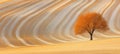 Golden, flowing fields at sunset with a lone tree, rural landscape with a wavy pattern Royalty Free Stock Photo
