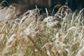 Golden fluffy grass with sunlight - blur background