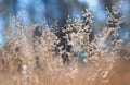 Golden fluffy grass with sunlight - blur background