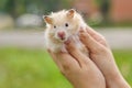 Golden fluffy Syrian hamster in hands of girl, green lawn background