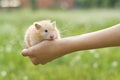 Golden fluffy Syrian hamster in hands of girl, green lawn background