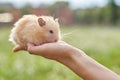 Golden fluffy Syrian hamster in hands of girl, green lawn background