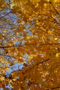 Golden foliage of maple trees on the background of blue sky in fall season. Autumn in the park Royalty Free Stock Photo