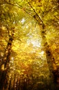 Golden forest