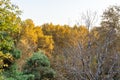 Golden forest in autumn in Sa`dabad palace Complex, built by the Qajar and Pahlavi monarchs, located in Shemiran, Greater Tehran,