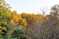 Golden forest in autumn in Sa`dabad palace Complex, built by the Qajar and Pahlavi monarchs, located in Shemiran, Greater Tehran,