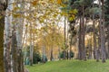 Golden forest in autumn in Sa`dabad palace Complex, built by the Qajar and Pahlavi monarchs, located in Shemiran, Greater Tehran,