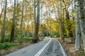 Golden forest in autumn in Sa`dabad palace Complex, built by the Qajar and Pahlavi monarchs, located in Shemiran, Greater Tehran,