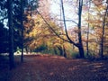 Golden forest leaves in autumn season on sunny day Royalty Free Stock Photo