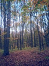 Golden forest leaves in autumn season on sunny day Royalty Free Stock Photo