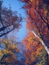 Golden forest leaves in autumn season on sunny day Royalty Free Stock Photo