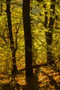 Golden forest light at autumn sunrise, Cemerno mountain Royalty Free Stock Photo