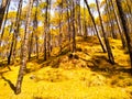 Golden forest of shining pine trees