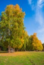 Golden forest in XinJiang Royalty Free Stock Photo