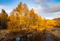 Golden forest in XinJiang Royalty Free Stock Photo