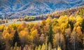 Golden forest in XinJiang Royalty Free Stock Photo