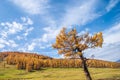 Golden forest in XinJiang