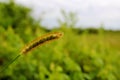 Golden Foxtail Grass Seed Head Close-Up in Meadow Royalty Free Stock Photo