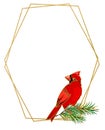 Golden frame with red cardinal Cardinal bird. White background, christmas illustration Royalty Free Stock Photo