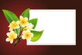 Golden frangipani or plumeria flowers with leaves. Vector invitation Postcard