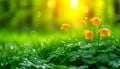 Golden Fritillaria blooms glisten with morning dew in sunlight. Beautiful blossom yellow flowers in green meadow