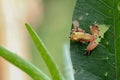 golden frog on leaf