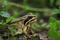 A golden frog sits on the ground in a traf