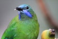 the Golden fronted leafbird Chloropsis aurifrons perched on a branch Royalty Free Stock Photo