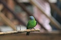 the Golden fronted leafbird Chloropsis aurifrons perched on a branch Royalty Free Stock Photo