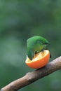 the Golden fronted leafbird Chloropsis aurifrons perched on a branch Royalty Free Stock Photo