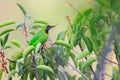 Golden-fronted Leafbird Royalty Free Stock Photo