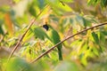 Golden-fronted Leafbird Royalty Free Stock Photo