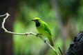 Golden-fronted Leafbird on leaf Royalty Free Stock Photo