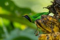 Golden-fronted Leafbird perching on bunch of banana and looking into a distance Royalty Free Stock Photo