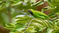 Golden-fronted Leafbird perching on a tree branch looking into a distance Royalty Free Stock Photo