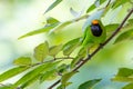 Golden-fronted Leafbird perching on tree branch looking into a distance Royalty Free Stock Photo