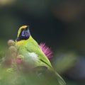 Golden-fronted leafbird in red powder puff tree Royalty Free Stock Photo