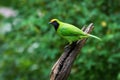Golden-fronted Leafbird on thailand Royalty Free Stock Photo
