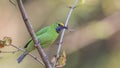 Golden-fronted Leafbird on Tree