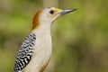 Golden-fronted Woodpecker Royalty Free Stock Photo