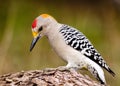 Golden fronted woodpecker