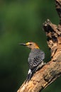 Golden-fronted Woodpecker Royalty Free Stock Photo