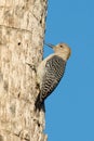 Golden fronted woodpecker Royalty Free Stock Photo