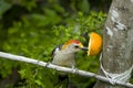 Golden-fronted Woodpecker eating an orange