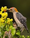Golden Fronted Woodpecker enjoys a snack