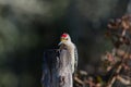 Golden-fronted Woodpecker Royalty Free Stock Photo
